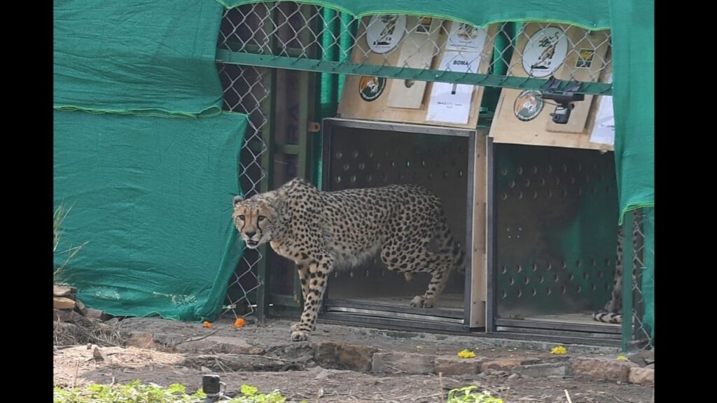 PROJECT CHEETAH INDIA STATUS