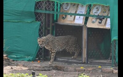 PROJECT CHEETAH INDIA STATUS