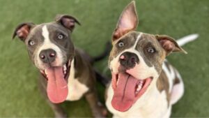 DEHRADUN DOG LICENSE