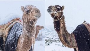 SAUDI ARABIA SNOWFALL