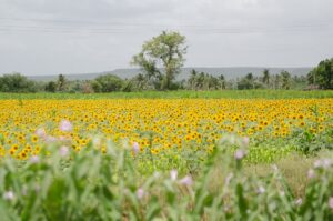 NATIONAL HORTICULTURE MISSION