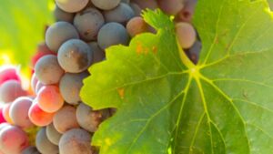 NATIONAL HORTICULTURE MISSION