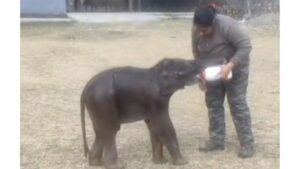 RAJAJI TIGER RESERVE BABY ELEPHANT: