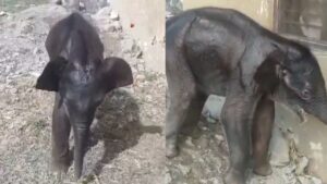 RAJAJI TIGER RESERVE BABY ELEPHANT: