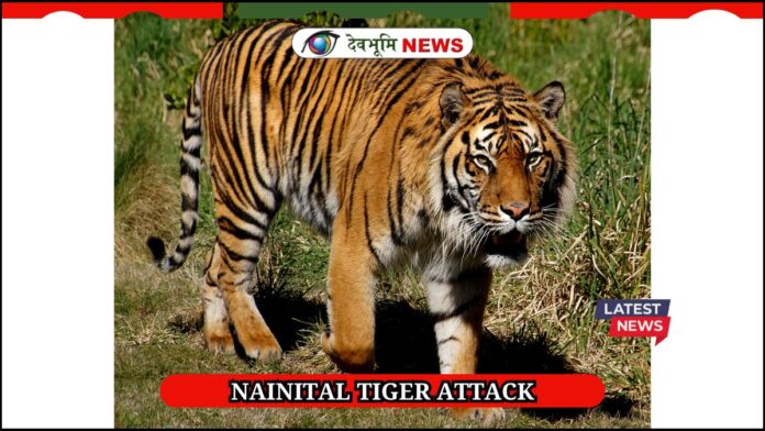 NAINITAL TIGER ATTACK