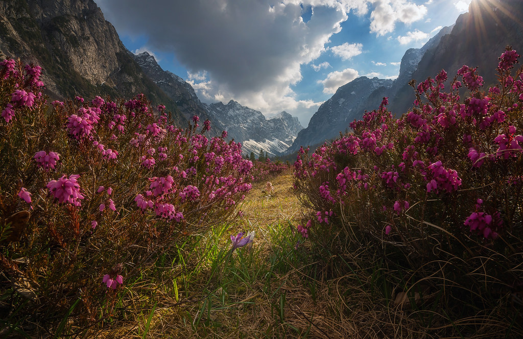 VALLEY OF FLOWERS