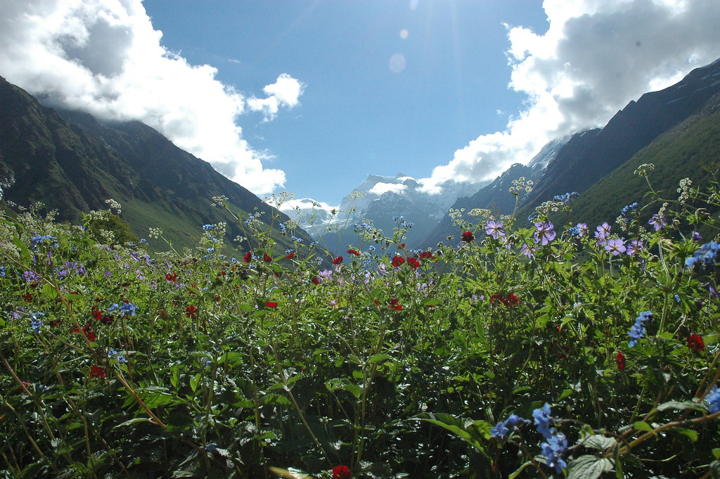 VALLEY OF FLOWERS