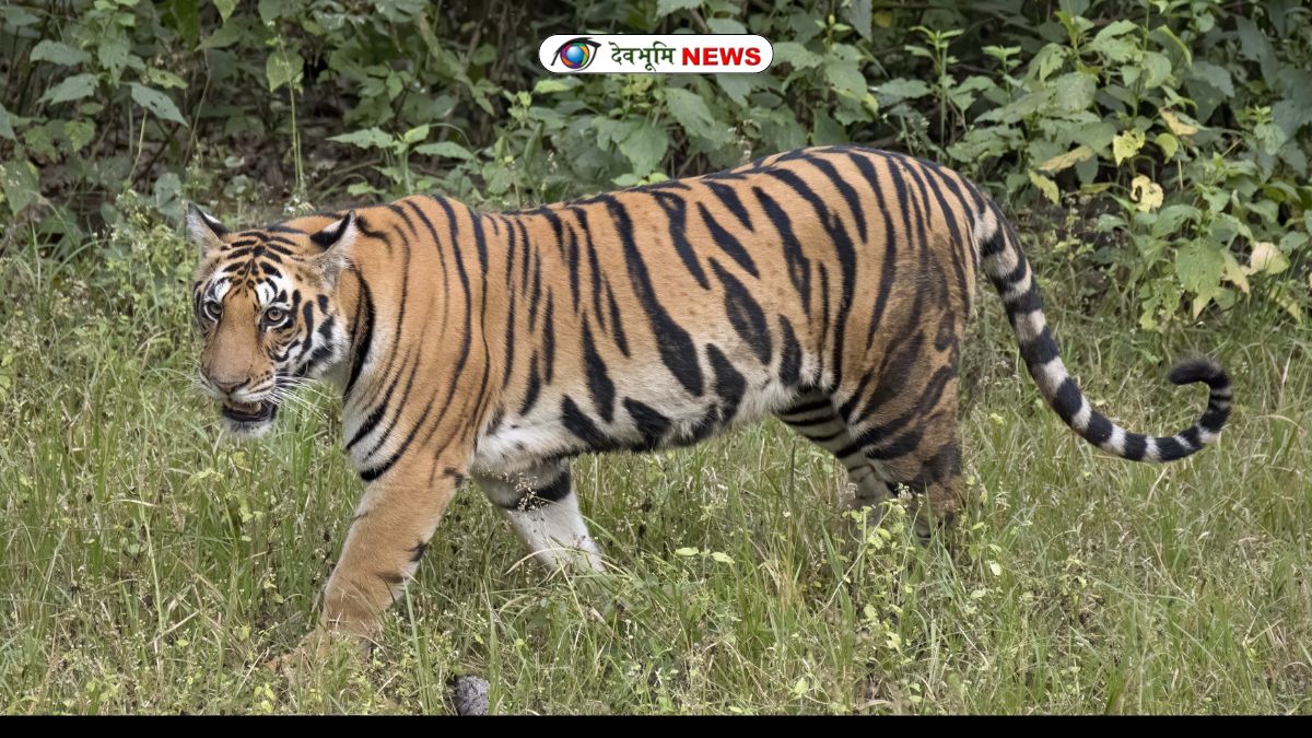 HARIDWAR TIGER HUNTING