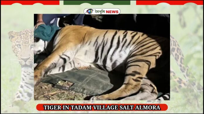 CORBETT TIGER
