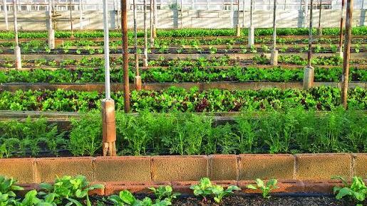 Organic Farming