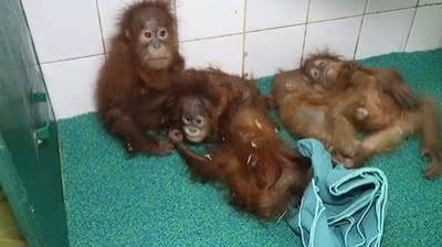 Orangutan 